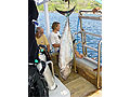 Fishing luck, dog tooth tuna, 1.6 m, 36 kg