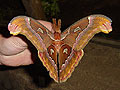 Moth Attacus suparmani