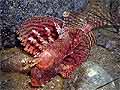 Ambon-Scorpionfisch
