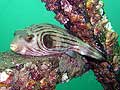 Manila-Pufferfish