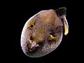 Blackspot-Pufferfish